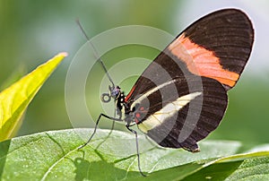 Red Postman Perched on a Leaf