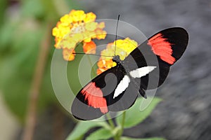 Red, black and white butterfly on flower