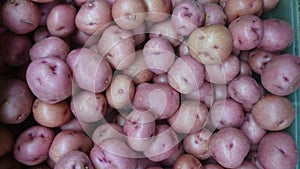 Red potato, Solanum tuberosum