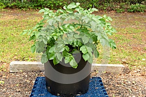 Red potatoes growing in large container