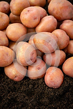 Red potatoes organic new crop soil produce harvest pile heap