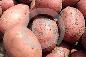 red potatoes in the peel close-up. A background of potato food. Growing potato vegetables what to cook from potatoes favorite
