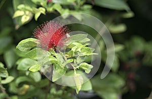 Red powder puff flower