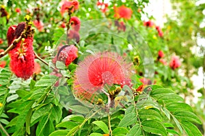 Red powder puff flower