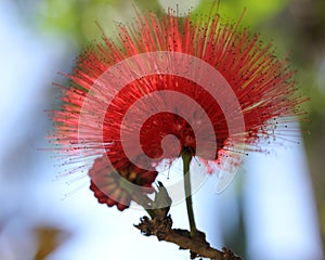 Red powder puff tree flower (Calliandra haematocephala)