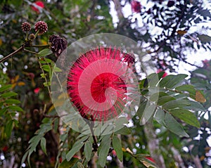 RED POWDER PUFF TREE FLOWER WITH ITS LEAVES