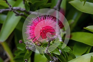 Red powderpuff flower (calliandra haematocephala)