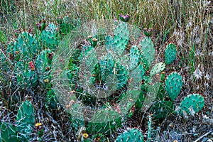 Red prickly pear cactus fruits on green plants in the Karadag mountains, Crimea