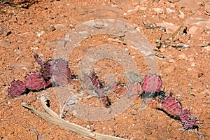 Red Prickly Pear Cactus in the Southwest