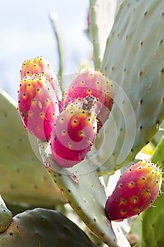 Red Prickly Pear, fichi d`india, Opuntia ficus-indica photo