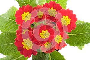 Red primrose