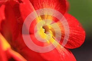 Red Primrose Flower with Yellow Center close up photo