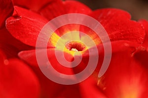 Red Primrose Flower with Yellow Center close up photo