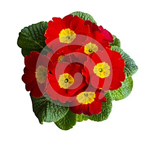 Red primrose flowers isolated on white background