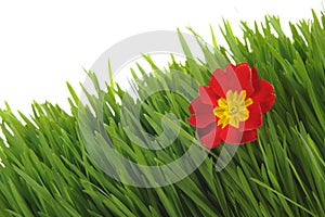 Red primrose on the green grass