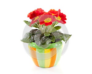 Red primula flower in colorful pot