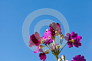 Red primula flowers and blue sky