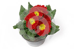 Red Primula flowers in a pot isolated on white background