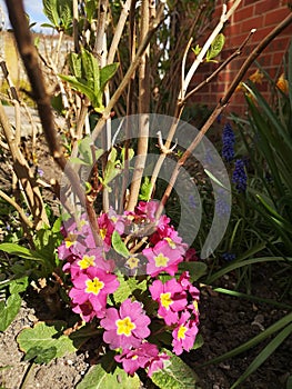 Red primula flowers in spring sunshine.