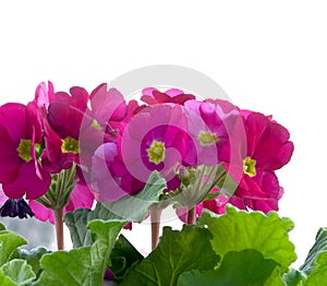 Red primula with green leaves in the pot