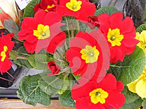 Red primula primrose in pot close up