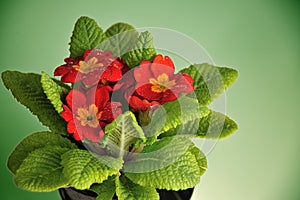 Red primula