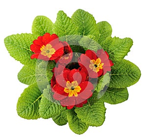 Red primula