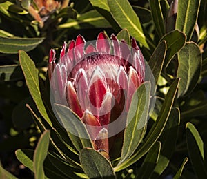 Red Protea blooming in autumn