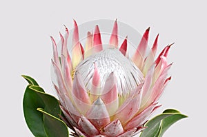 Red protea flower for background