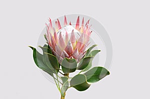 Red protea flower for background