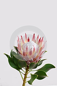 Red protea flower for background