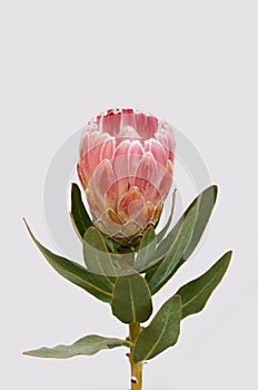 Red protea flower for background