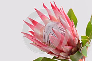 Red protea flower for background