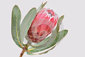 Red protea flower for background photo