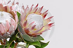 Red protea flower for background