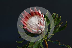 Red protea flower for background