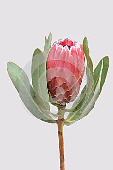 Red protea flower for background