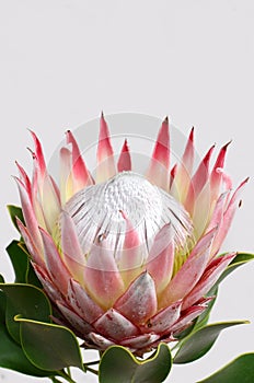 Red protea flower for background