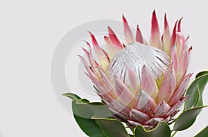 Red protea flower for background