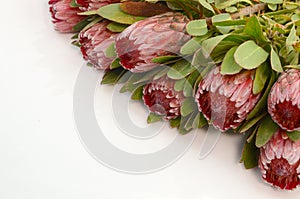 Red protea flower bunch on a white isolated background