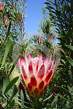 Red Protea Flower at Kirstenbosch Cape Town