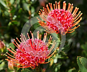 Red protea flowers