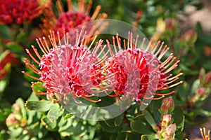 Red protea flowers