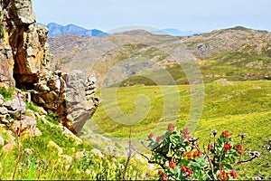 Red protea flowers and mountain landscape