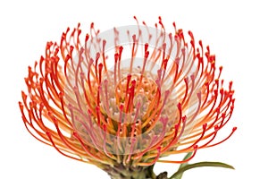 Red protea isolated