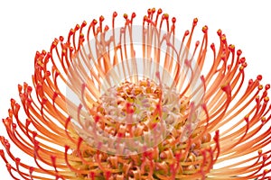 Red protea isolated