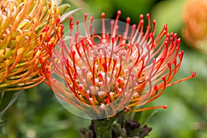 Red protea, national flower of South Africa