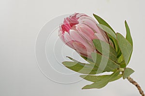 Red protea plant on white background