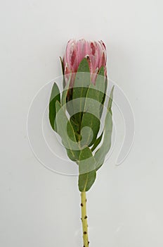 Red protea plant on white background