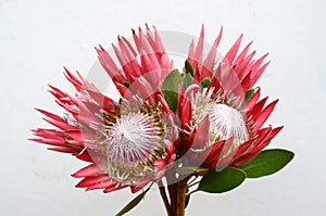 Red Protea pink ice flower on white background